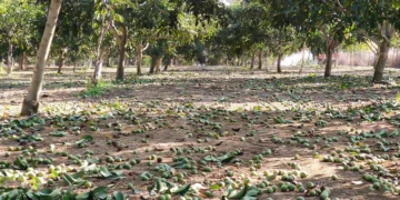 Заплена на небезбедна храна во Чучер-Сандево – време е за системски промени