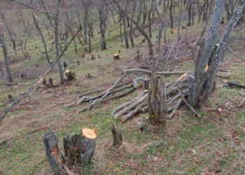 Дрвокрадците ја пустошат Скопска Црна Гора: време е за акција!