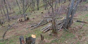 Дрвокрадците ја пустошат Скопска Црна Гора: време е за акција!